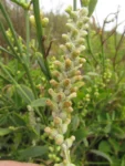 Pterocaulon lorentzii (34)
