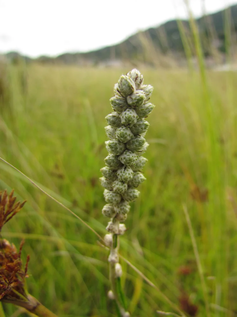 Pterocaulon lorentzii (19)