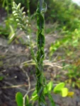Pterocaulon lorentzii (21)