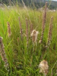 Pterocaulon lorentzii (14)