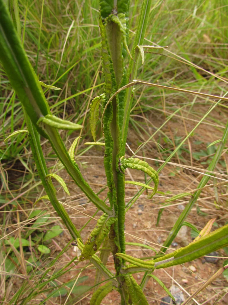 Pterocaulon lorentzii (10)