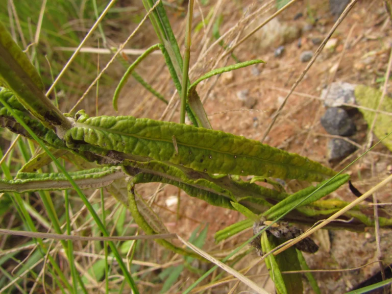 Pterocaulon lorentzii (8)