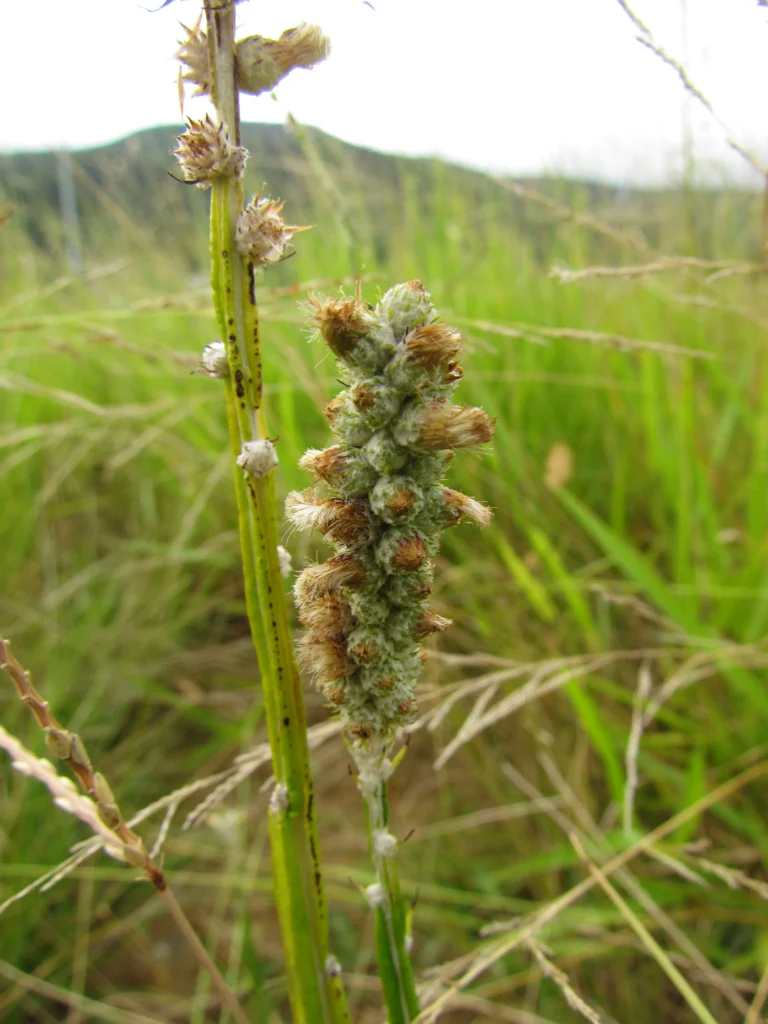 Pterocaulon lorentzii (7)