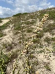 Pterocaulon lorentzii (7)