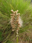 Pterocaulon lorentzii (5)