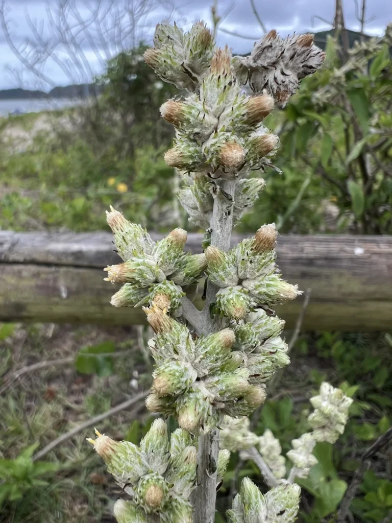 Pterocaulon lorentzii (4)