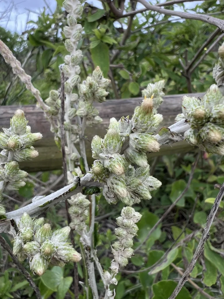 Pterocaulon lorentzii (1)