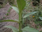 Pterocaulon balansae (76)