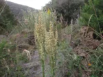 Pterocaulon balansae (70)