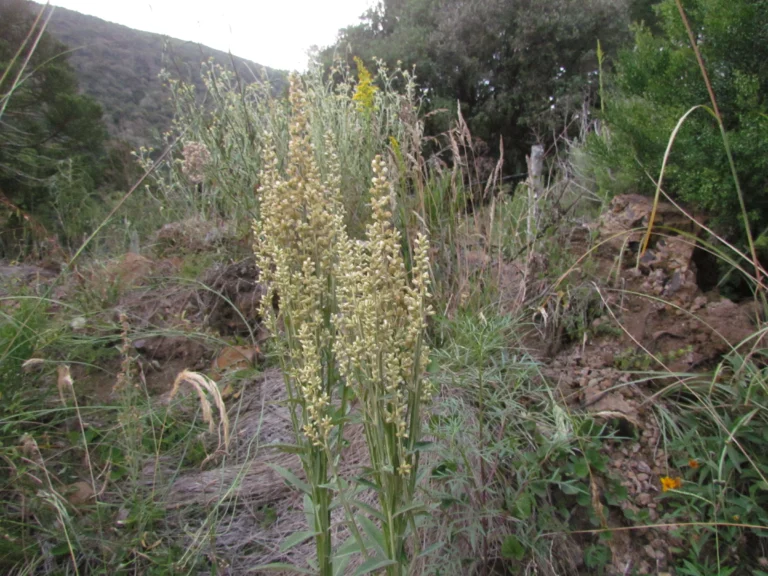 Pterocaulon balansae (70)