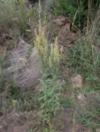 Pterocaulon balansae (67)