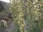 Pterocaulon balansae (68)