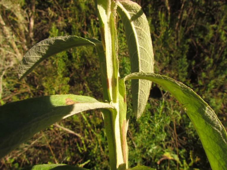 Pterocaulon balansae (65)
