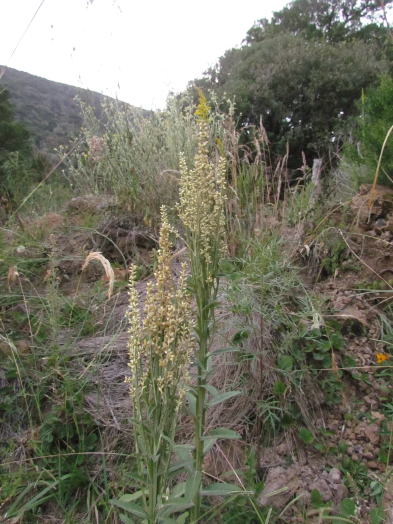 Pterocaulon balansae (66)