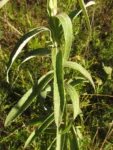 Pterocaulon balansae (63)