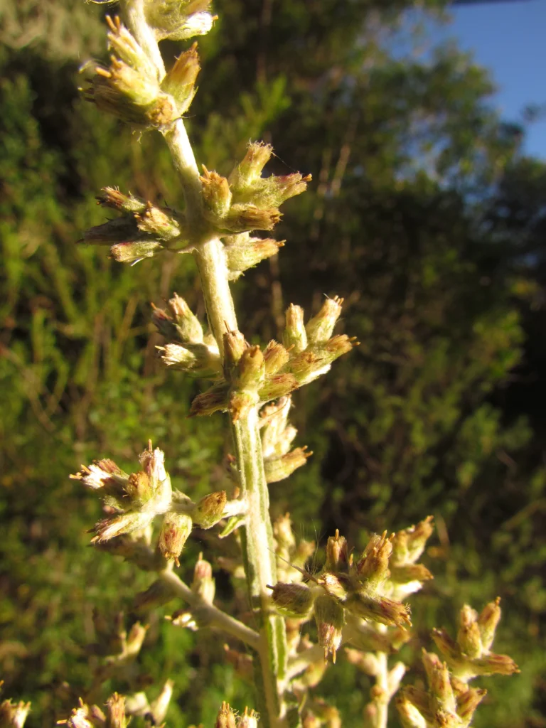 Pterocaulon balansae (59)