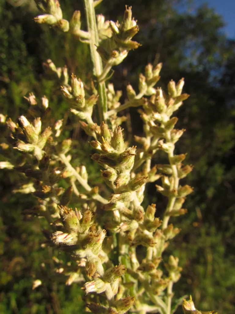 Pterocaulon balansae (57)