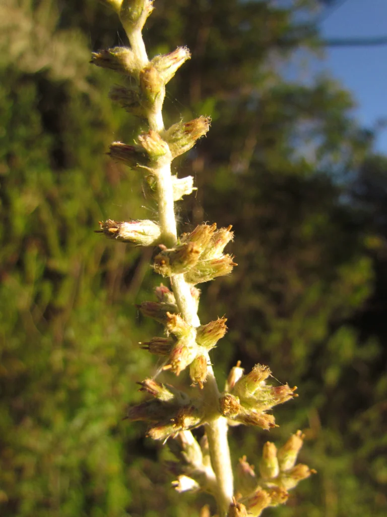 Pterocaulon balansae (58)