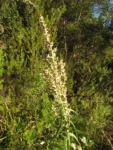Pterocaulon balansae (56)