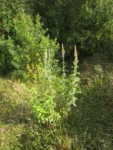 Pterocaulon balansae (41)