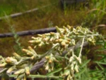 Pterocaulon balansae (38)