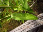 Pterocaulon balansae (36)