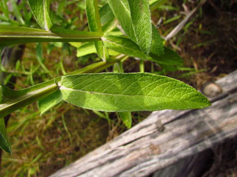 Pterocaulon balansae (36)