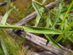 Pterocaulon balansae (35)