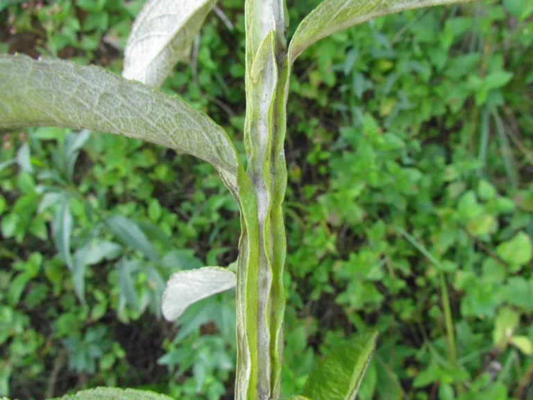 Pterocaulon balansae (29)