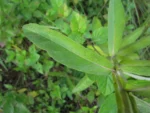 Pterocaulon balansae (27)