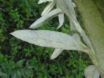 Pterocaulon balansae (28)