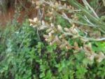 Pterocaulon balansae (23)