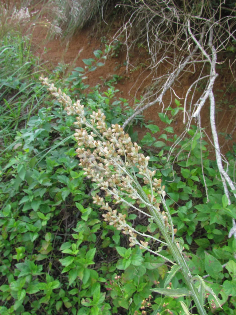 Pterocaulon balansae (22)