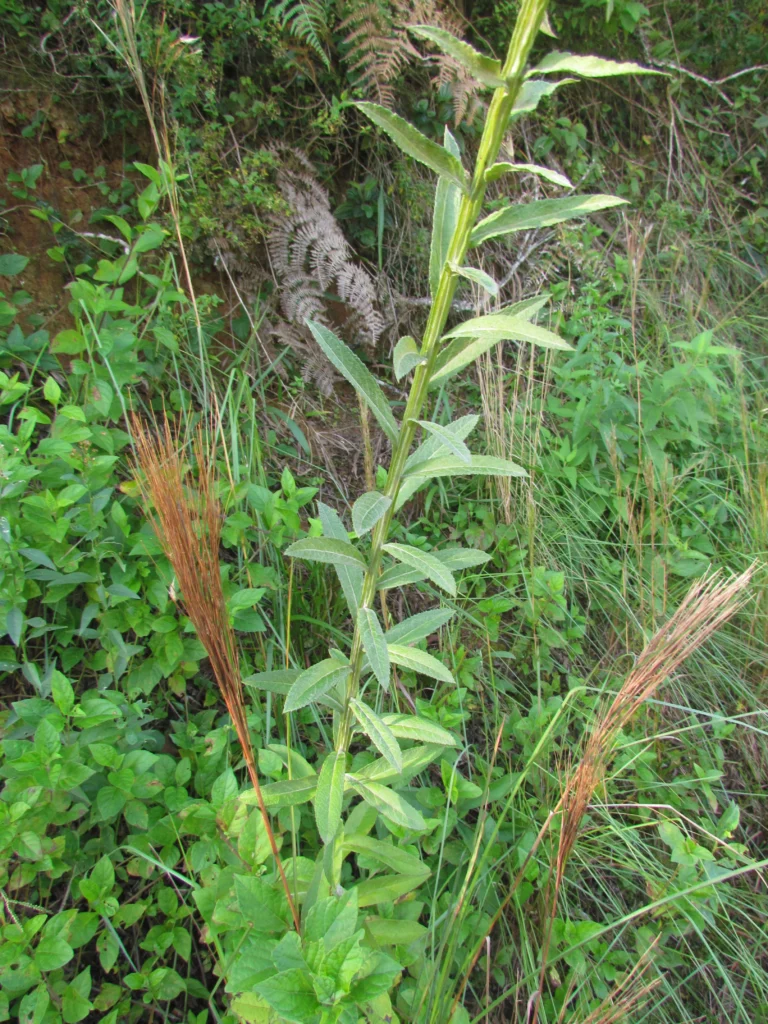 Pterocaulon balansae (20)