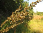 Pterocaulon balansae (16)