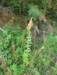 Pterocaulon balansae (14)