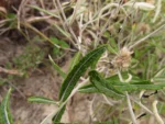 Pterocaulon angustifolium (8)