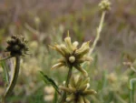 Pterocaulon angustifolium (6)
