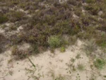 Pterocaulon angustifolium (2)