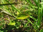 Pterocaulon alopecuroides (65)