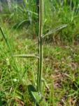 Pterocaulon alopecuroides (64)