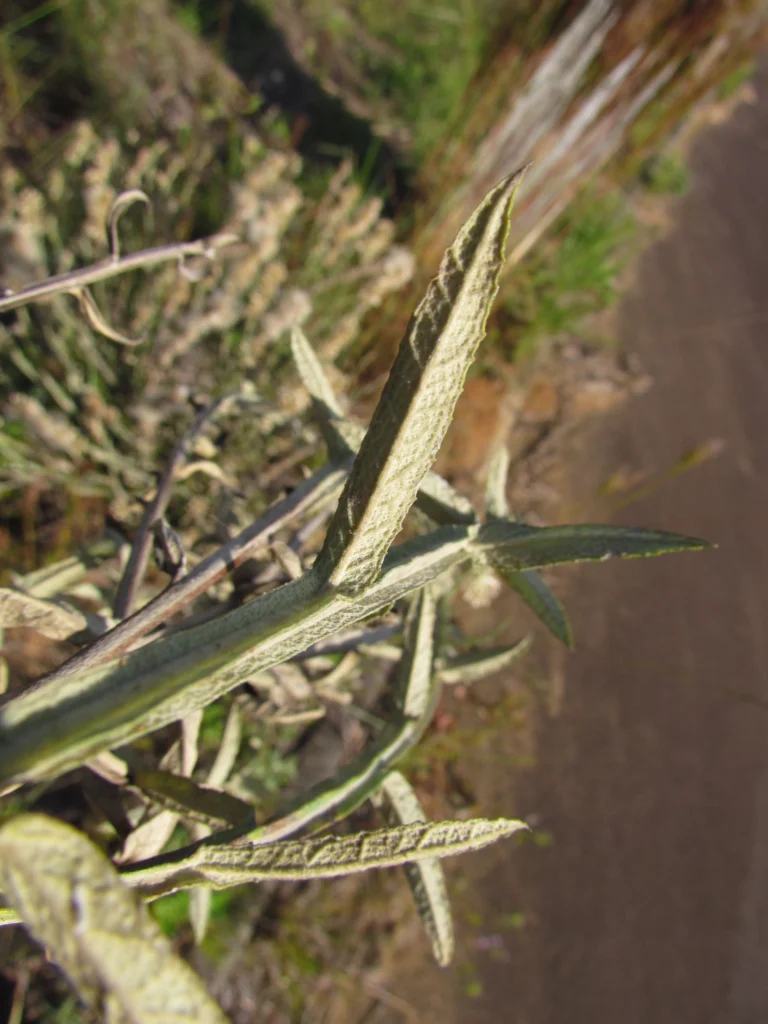 Pterocaulon alopecuroides (60)