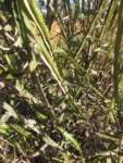 Pterocaulon alopecuroides (58)