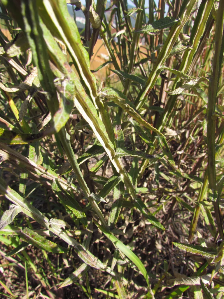 Pterocaulon alopecuroides (58)