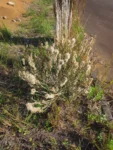 Pterocaulon alopecuroides (57)
