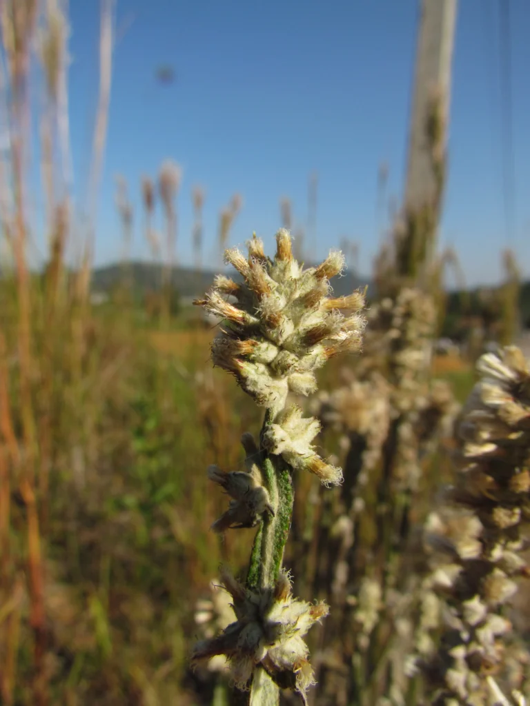 Pterocaulon alopecuroides (55)