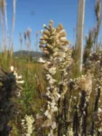 Pterocaulon alopecuroides (49)