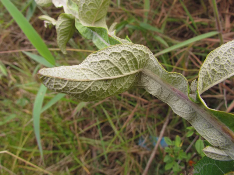 Pterocaulon alopecuroides (41)