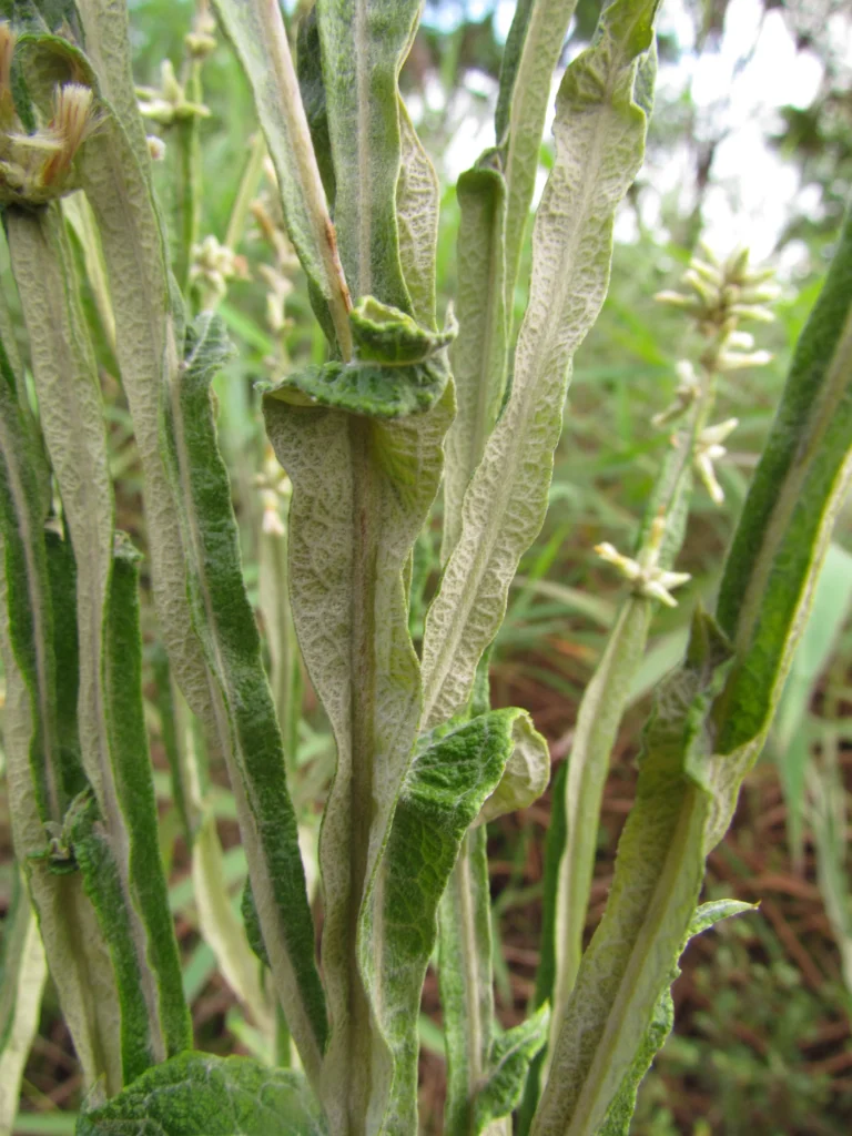 Pterocaulon alopecuroides (38)