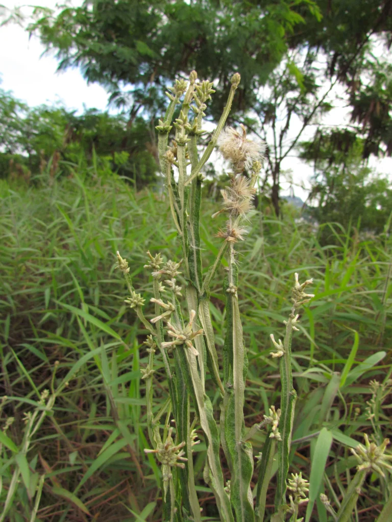 Pterocaulon alopecuroides (34)